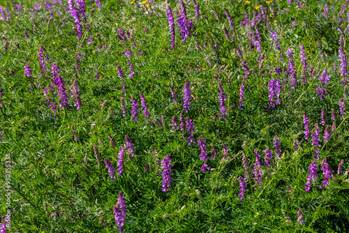 Vetch, vicia cracca valuable honey plant, fodder, and medicinal plant. Fragile purple flowers background. Woolly or Fodder Vetch blossom in spring garden photo