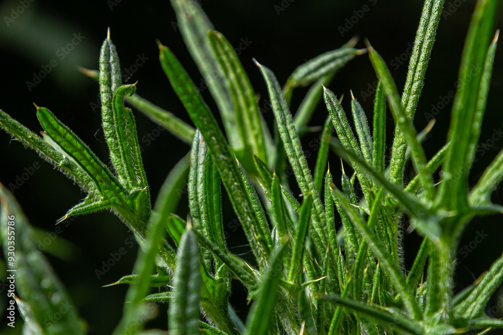 New leaves of Cirsium vulgare on on the river bank New leaves of Cirsium vulgare on on the river bank