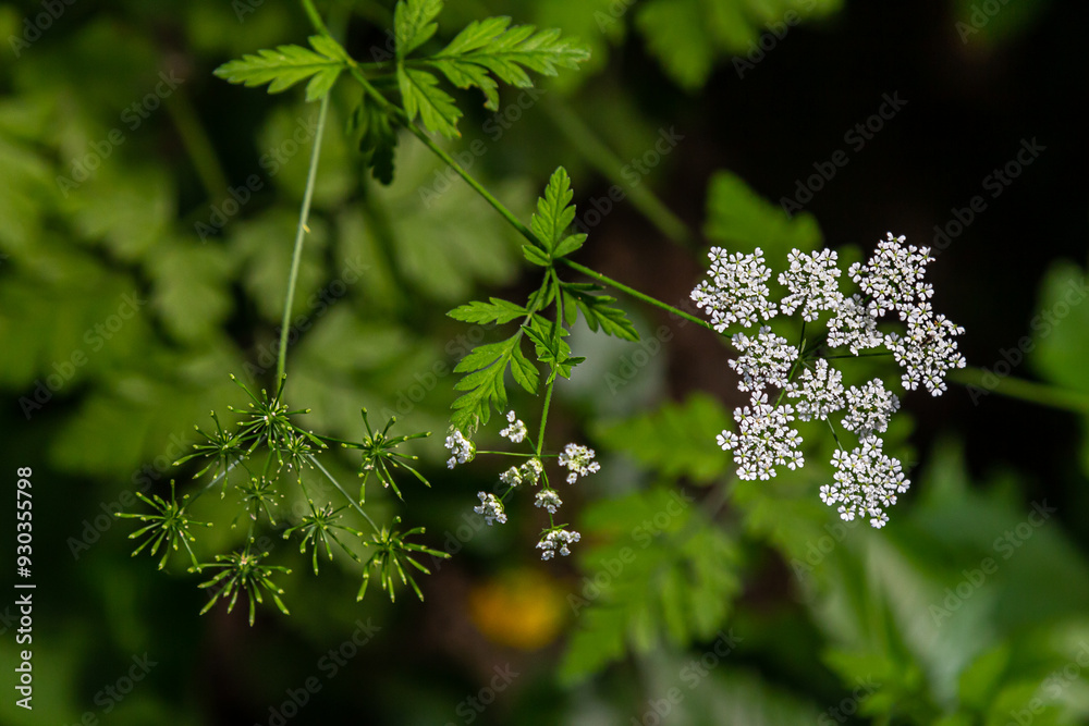 Fototapeta premium White Chaerophyllum aureum plant with smooth bokeh