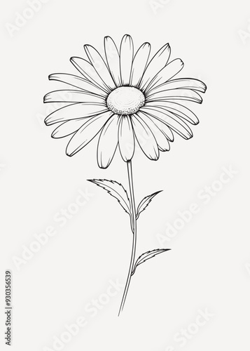 Simple daisy flower line drawing