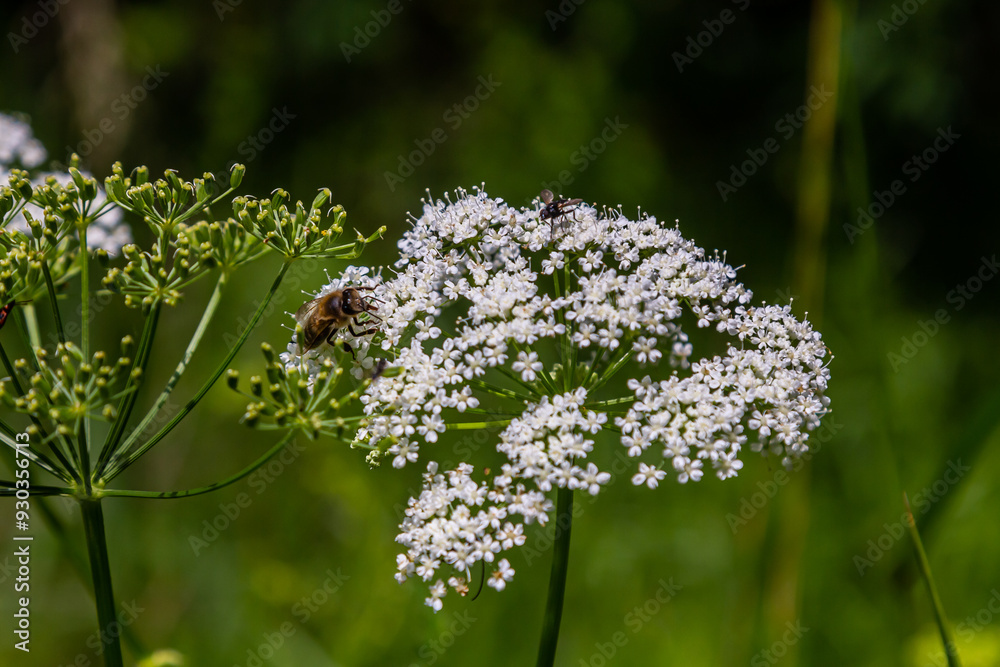 white inflorescence and green leaves of Aethusa cynapium plant white inflorescence and green leaves of Aethusa cynapium plant