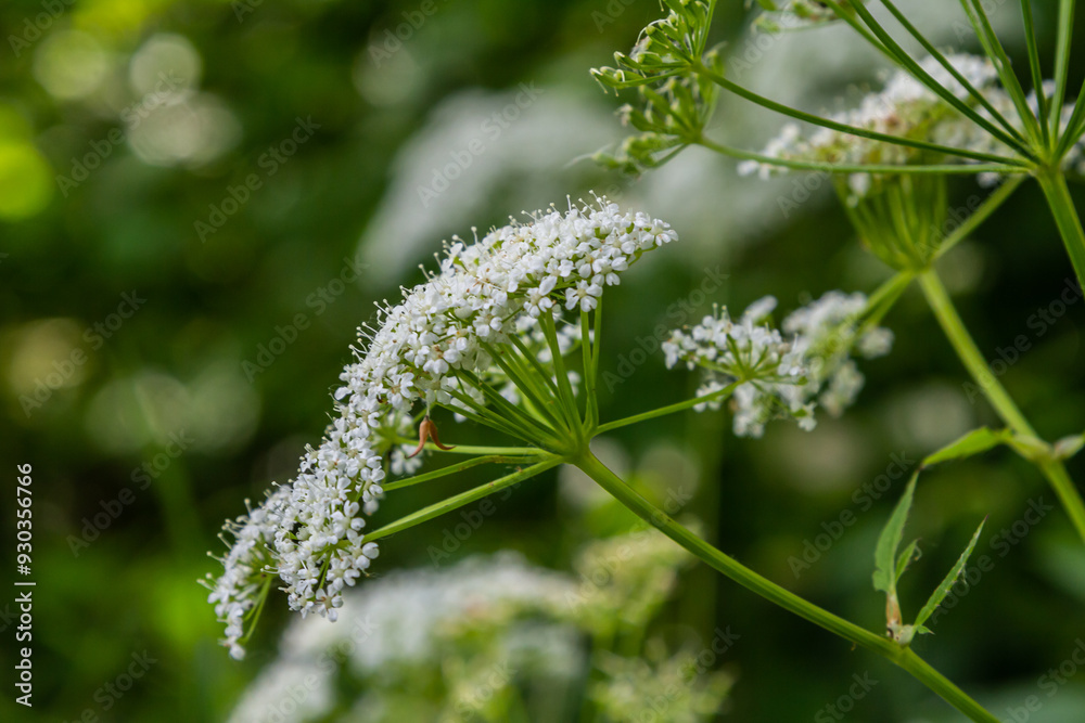 white inflorescence and green leaves of Aethusa cynapium plant white inflorescence and green leaves of Aethusa cynapium plant