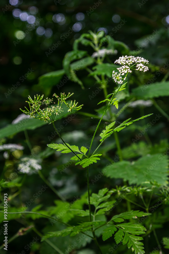 White Chaerophyllum aureum plant with smooth bokeh White Chaerophyllum aureum plant with smooth bokeh