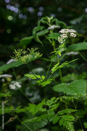 White Chaerophyllum aureum plant with smooth bokeh