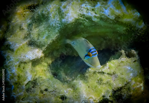 Exotic coral fish with the name Picasso trigger-fish, scientific name is Rhin...