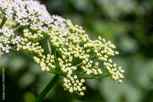 white inflorescence and green leaves of Aethusa cynapium plant