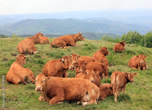 Vaches