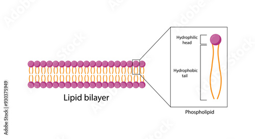 Lipid bilayer. Phospholipid Molecule Structure. Hydrophilic Head which is a polar head and Hydrophobic Tails which are hydrophobic fatty acid tails. Cell membrane component. Vector Illustration.