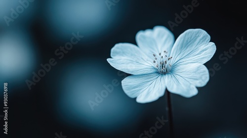 An isolated blue flower stands out against a dark, blurred background, revealing its petals with intricate detail, evoking a sense of solitude and stillness.