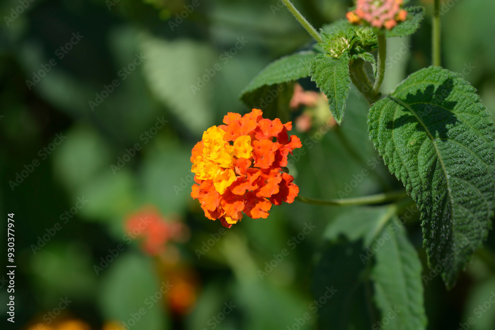 Shrub verbena flower
