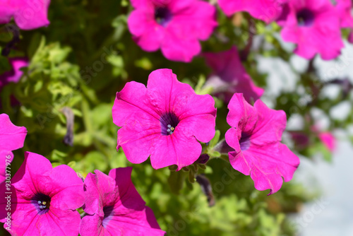 Fototapeta Naklejka Na Ścianę i Meble -  Pink surfinia flowers