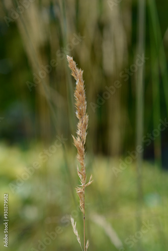 Switch Grass Heavy Metal seed head photo