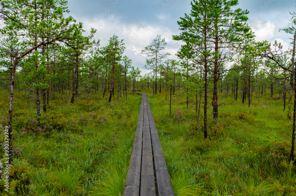 World Tourism Day, National Take a Hike Day. Long wooden boardwalk through forest in Estonia World Tourism Day, National Take a Hike Day. Long wooden boardwalk through forest in Estonia