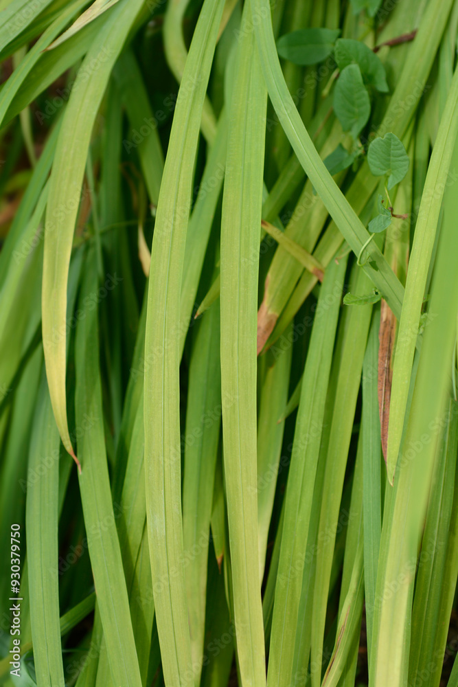 Fototapeta premium Montbretia leaves