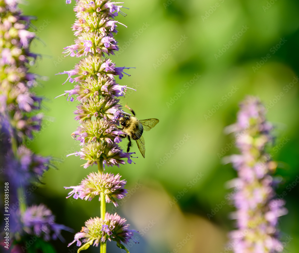 wild bees in urban pollinator garden investigate violet flower s for nectar room for text, shot in toronto's beaches neighbourhood wild bees in urban pollinator garden investigate violet flower s for nectar room for text, shot in toronto's beaches neighbourhood
