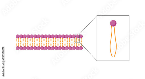 Lipid bilayer. Phospholipid Molecule Structure. Hydrophilic Head which is a polar head and Hydrophobic Tails which are hydrophobic fatty acid tails. Cell membrane component. Vector Illustration.