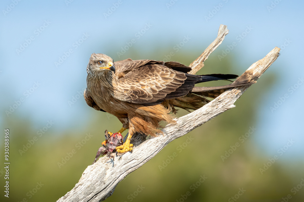 Fototapeta premium Black Kite eating on a branch
