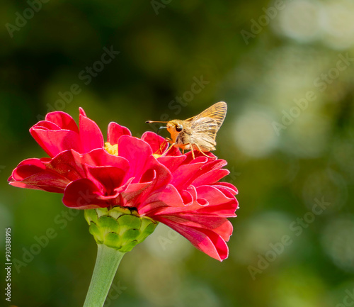 Skipper on Flower