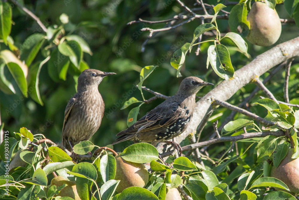 junge Stare in einem Obstbaum junge Stare in einem Obstbaum