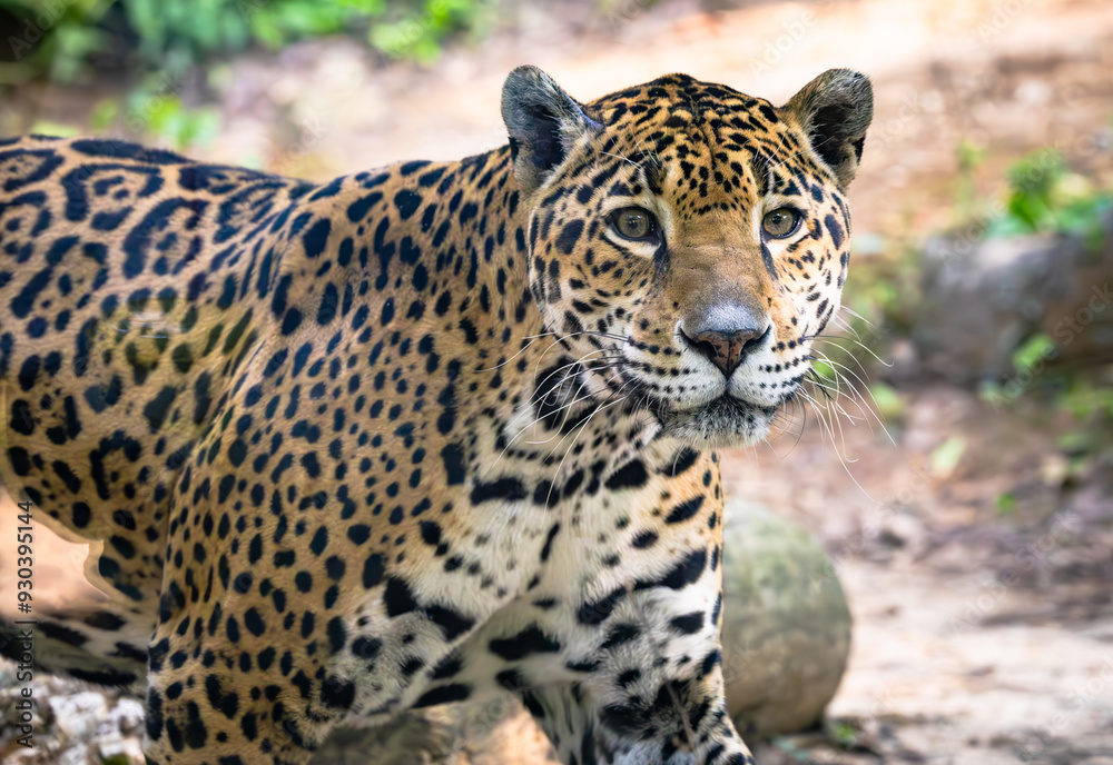 Obraz premium Jaguars live in a variety of habitats throughout South American and the jaguar seen here is at a zoo in Alabama.. 