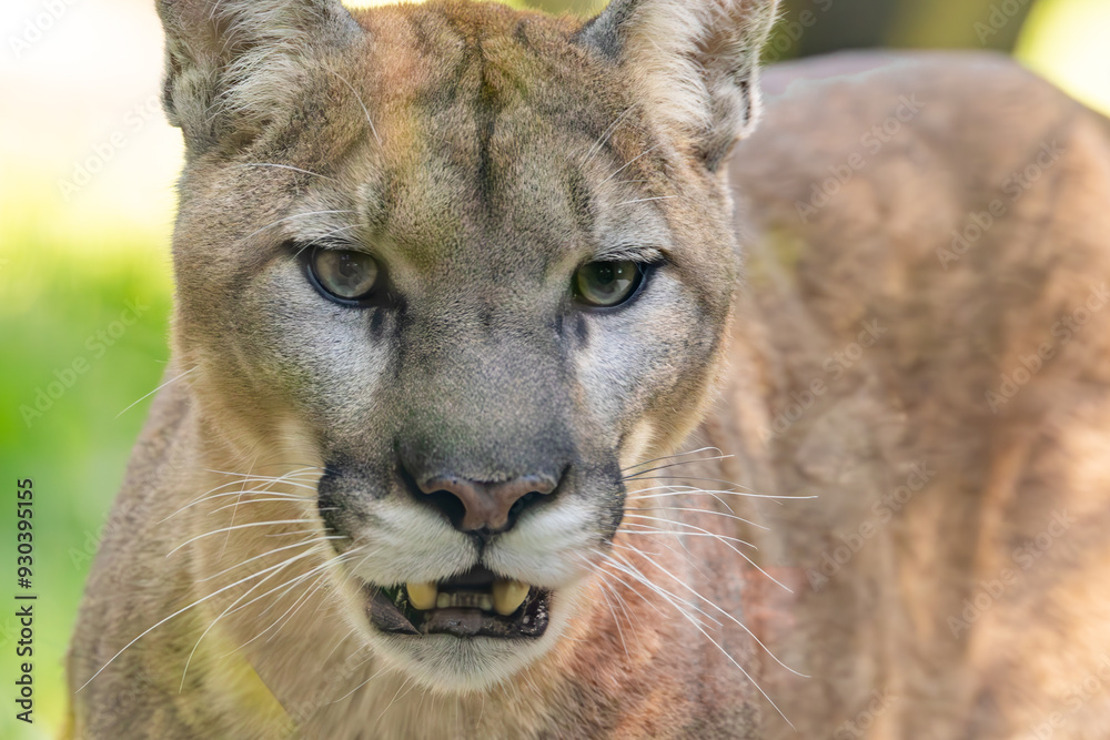 Naklejka premium Cougar pacing by patrons at a zoo in Alabama. The Puma or Mountain Lion is native to North American and South America. Persecuted to remote wilderness areas to protect domestic stocks.
