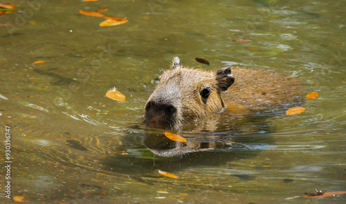 Capybaras native to South America wetlands living in a zoo in Alabama.