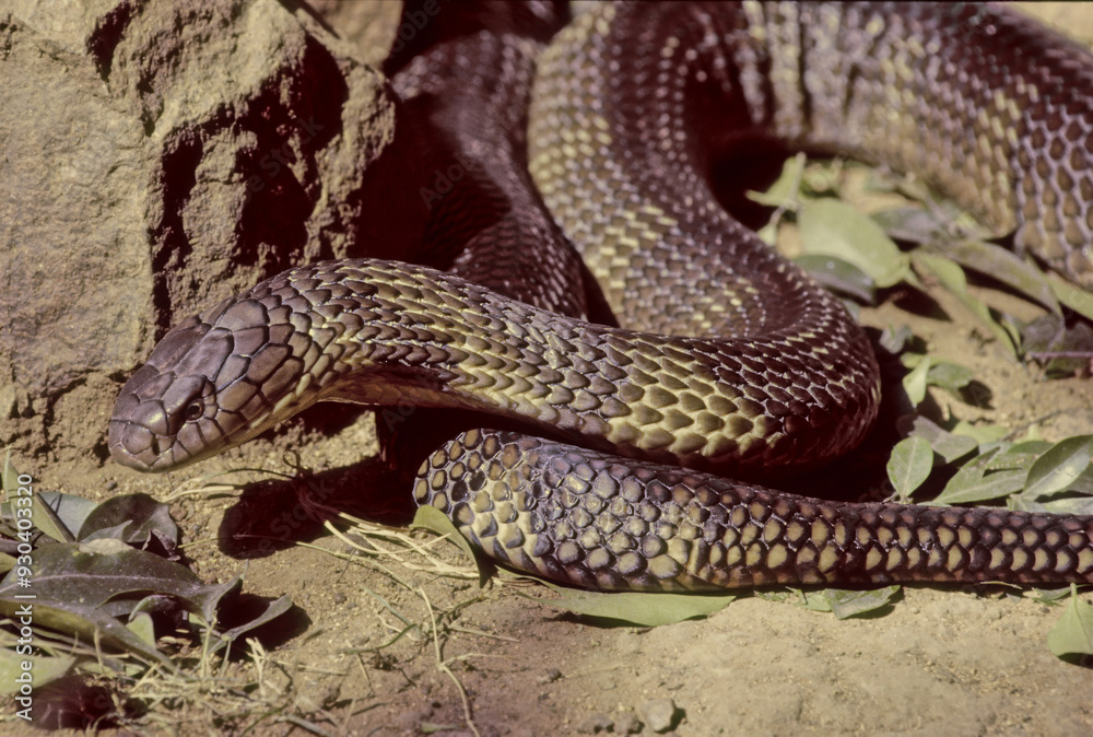 Obraz premium King cobra