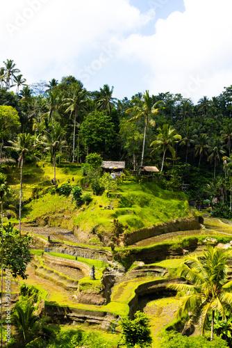 A beautiful rice field in Ubud Bali Indonesia August 2022. This was on a bright sunny day and the sight was truly breath taking. There was lots of traditional farming methods to be seen here.