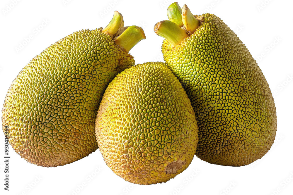 Fresh jackfruits with spiky skin, showcasing their unique texture and vibrant color. Ideal for food and tropical themes. Fresh jackfruits with spiky skin, showcasing their unique texture and vibrant color. Ideal for food and tropical themes.