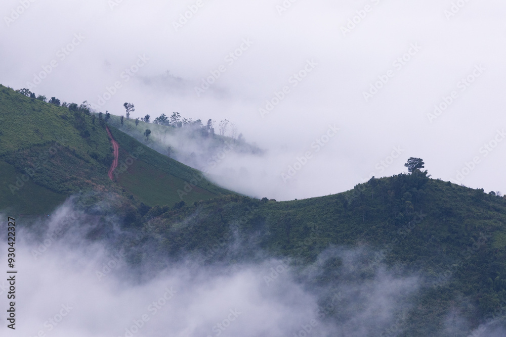 Fototapeta Fog covering the mountain forests