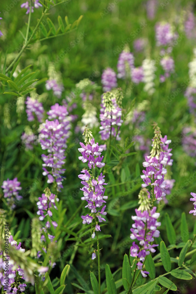 Bed of Common Goat's rue plants, Derbyshire England
Bed of Common Goat's rue plants, Derbyshire England
