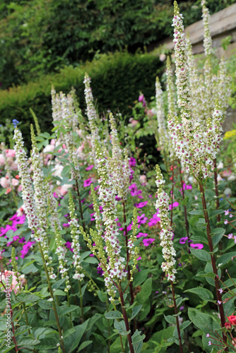 Bed of White Nettle-leaved mullein plants, Derbyshire England
 photo