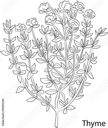 Thyme Herb Garden concept, popular culinary herbs. For cosmetics, store, health care, tag label, food design, Hand drawn in thin line style