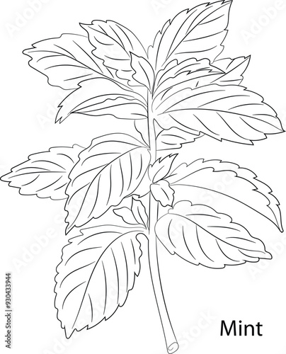 Mint Herb Garden concept, popular culinary herbs. For cosmetics, store, health care, tag label, food design, Hand drawn in thin line style