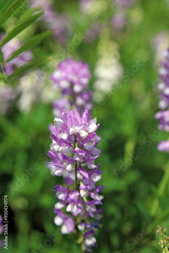 Macro image of a Common Goat's rue bloom, Derbyshire England 