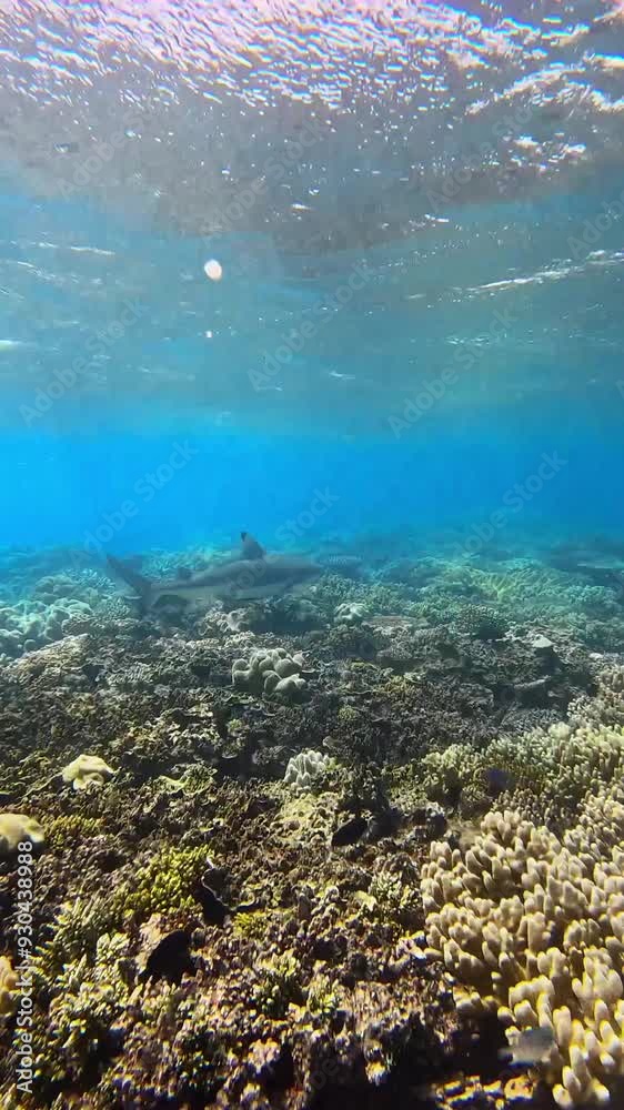 The ocean is blue and the water is clear. The ocean floor is covered in seaweed and there are fish swimming around