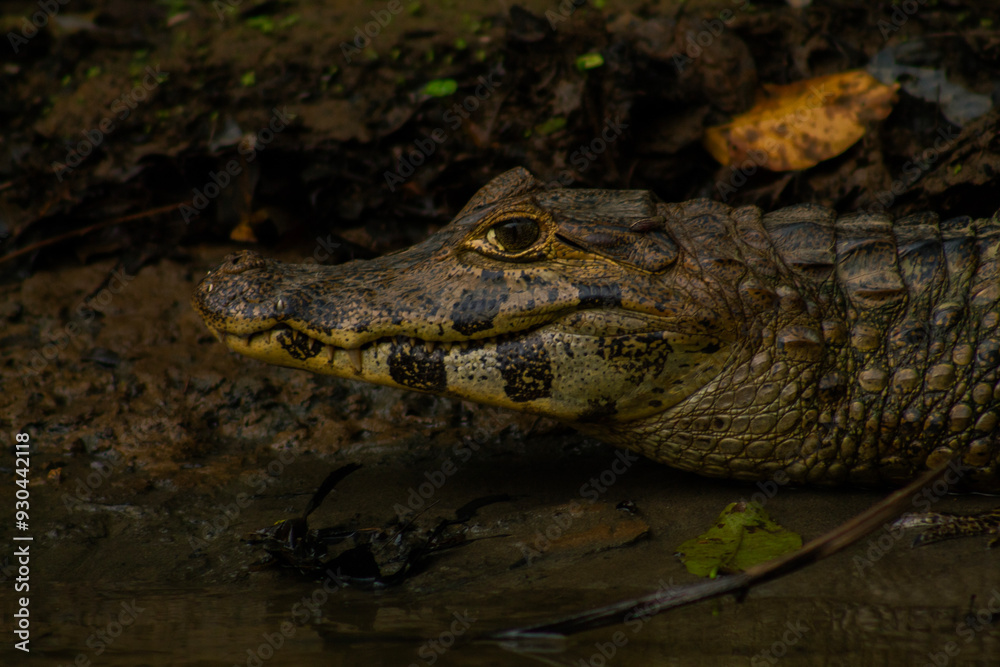 Reptiles del rio Yacuma Reptiles del rio Yacuma