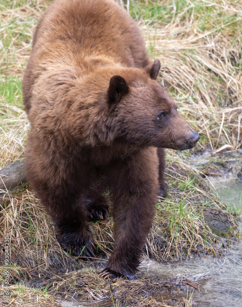 Black Bear in Yellowstone National Park Wyoming in Springtime Black Bear in Yellowstone National Park Wyoming in Springtime