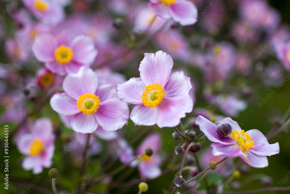 anemone flowers in the garden, summertime