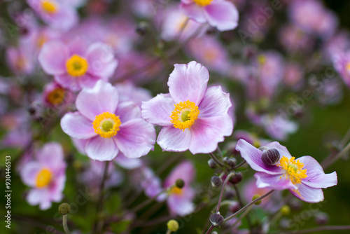 Obraz na płótnie anemone flowers in the garden, summertime w salonie