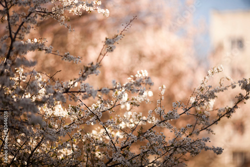 Sakura blossom in spring