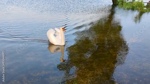 A beautiful white swan floats serenely on a tranquil river, reflecting the golden hues of the sunset and the surrounding trees. A perfect moment of nature's beauty