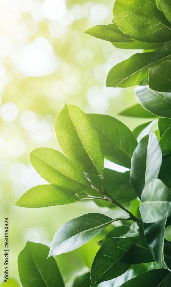 Refreshing Nature Scene with Sunlit Green Leaves - Serene Atmosphere in Lush Forest During Daytime Refreshing Nature Scene with Sunlit Green Leaves - Serene Atmosphere in Lush Forest During Daytime