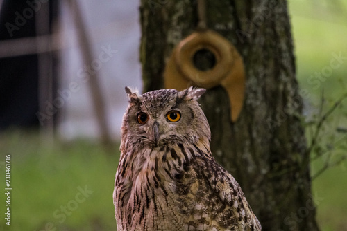 great horned owl