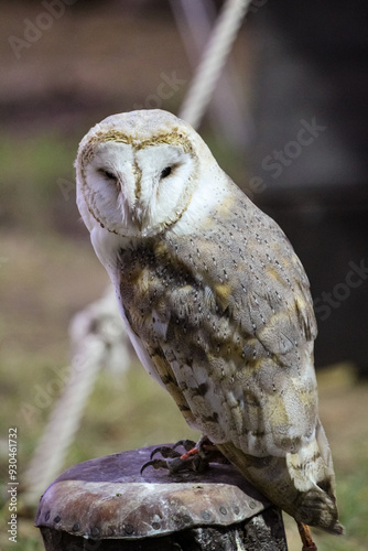 close up of an owl