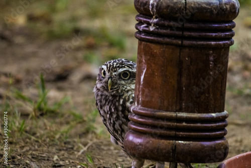 owl