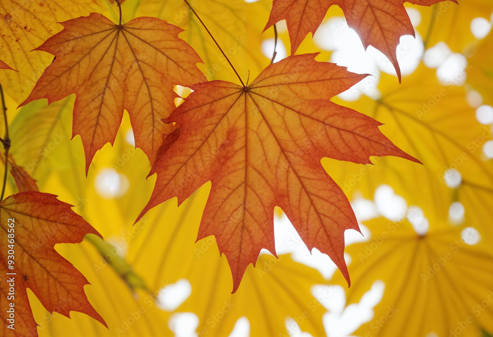 Autumn colored maple tree branch isolated at the edge of an empty sunny blue sky, blurry yellow and orange bright fall leaf background with copy space Autumn colored maple tree branch isolated at the edge of an empty sunny blue sky, blurry yellow and orange bright fall leaf background with copy space