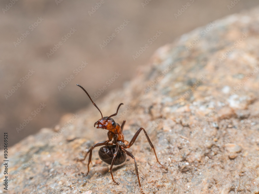 Nahaufnahme einer Ameise, (Formica) die versucht, sich vor einem Angreifer zu verteidigen. Nahaufnahme einer Ameise, (Formica) die versucht, sich vor einem Angreifer zu verteidigen.