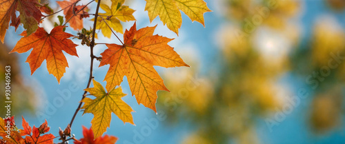 Autumn colored maple tree branch isolated at the edge of an empty sunny blue sky, blurry yellow and orange bright fall leaf background with copy space