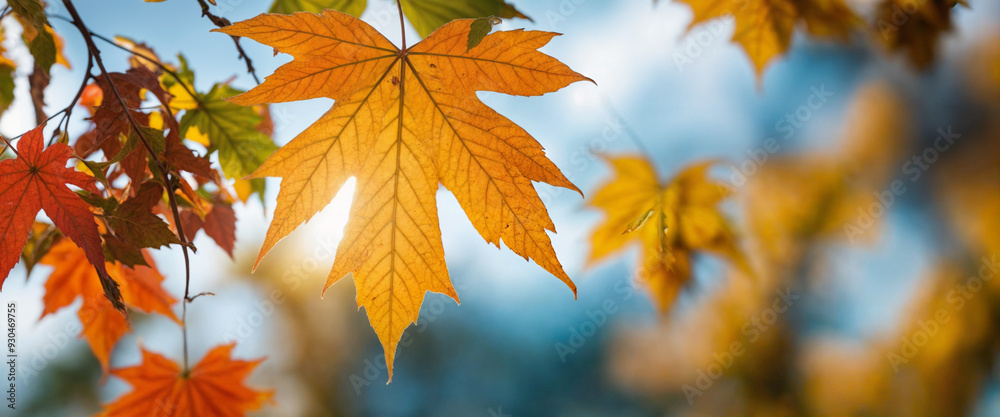 Orange fall leaves in park, autumn natural background Orange fall leaves in park, autumn natural background